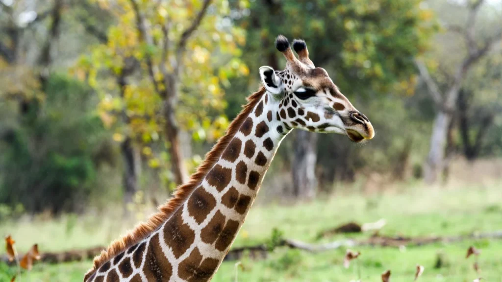 π Clever Giraffe Jokes for Smart Humor Fans