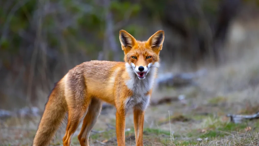 🦊 Fox Jokes for Kids