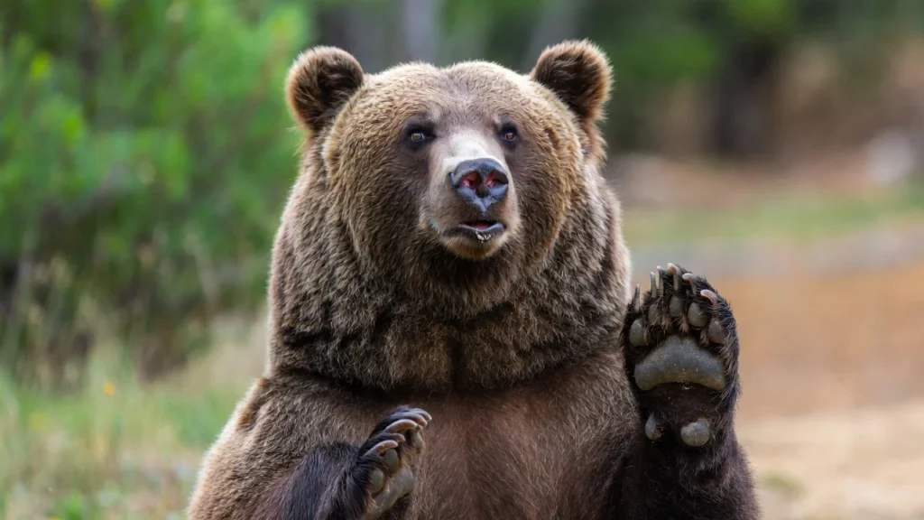 🐻 Silly Beary Jokes That Are Too Funny