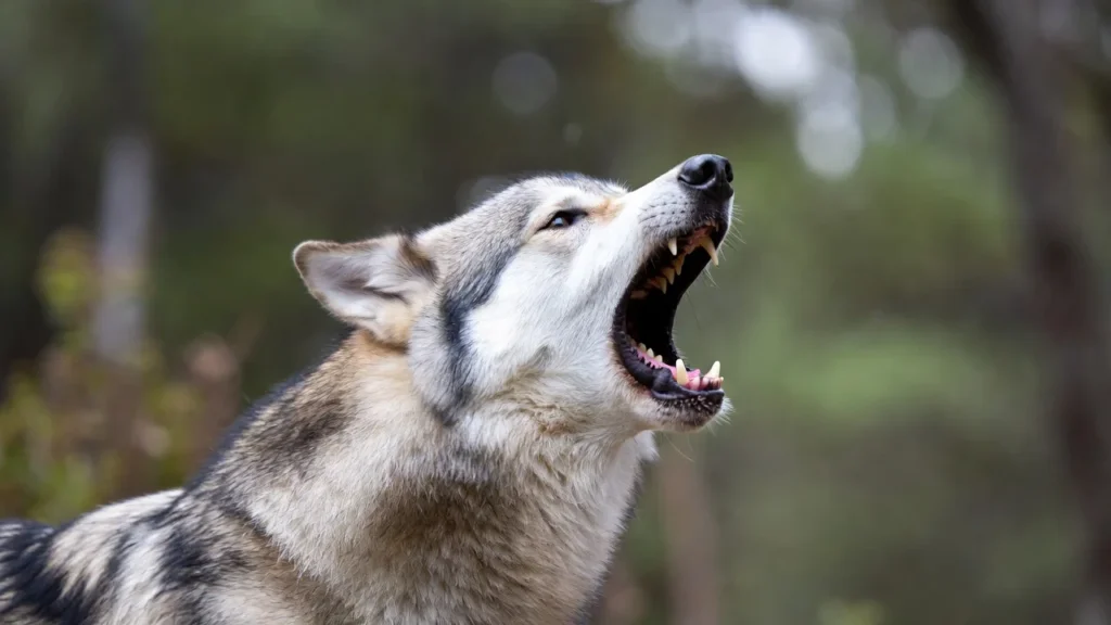 Howling with Laughter: 150+ Wolf Jokes to Brighten Your Day 🐺
