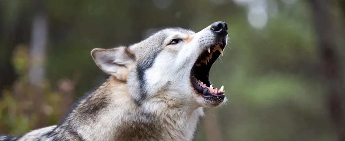 Howling with Laughter: 150+ Wolf Jokes to Brighten Your Day 🐺